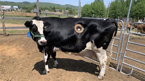 vache avec un hublot udem|« Vaches à hublot » : en 1970 et toujours en 2019 .